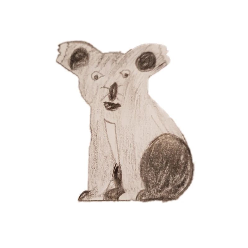Koala bear