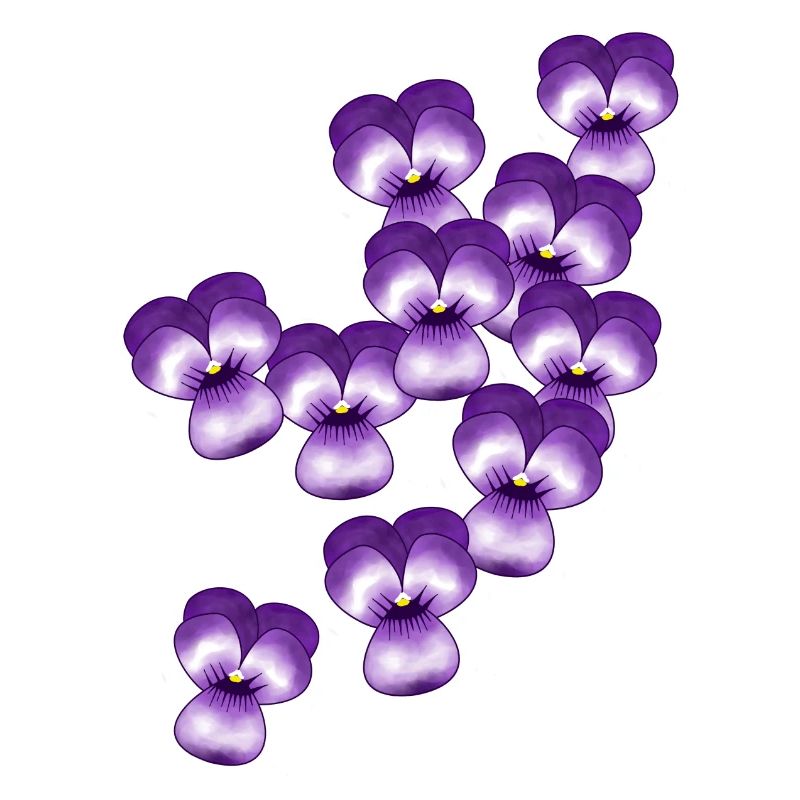 Pensée, fleurs