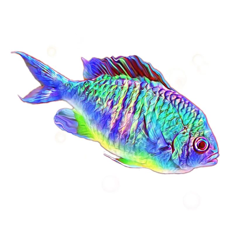 fish