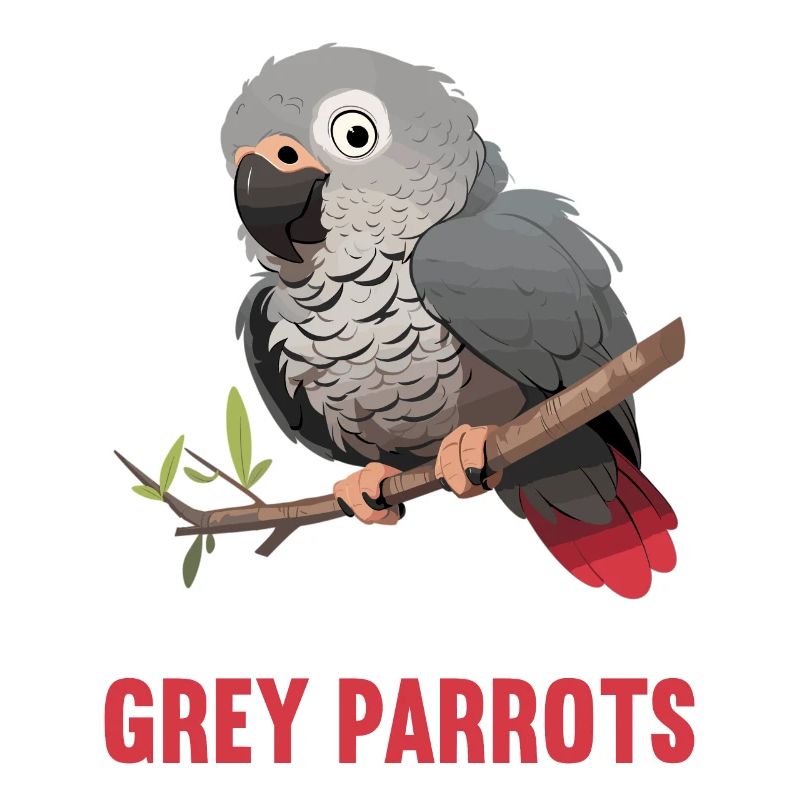 Perroquets gris d’Afrique