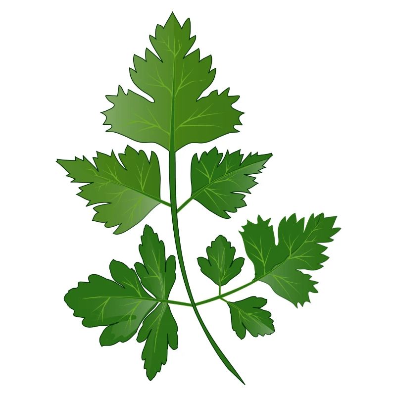 hand drawn parsley branch