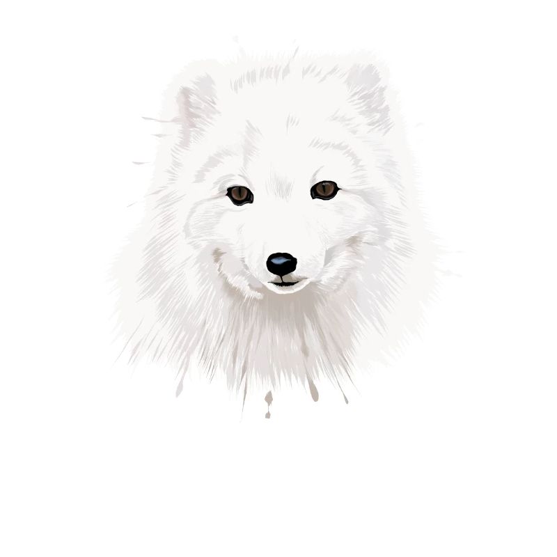 Arctic Fox