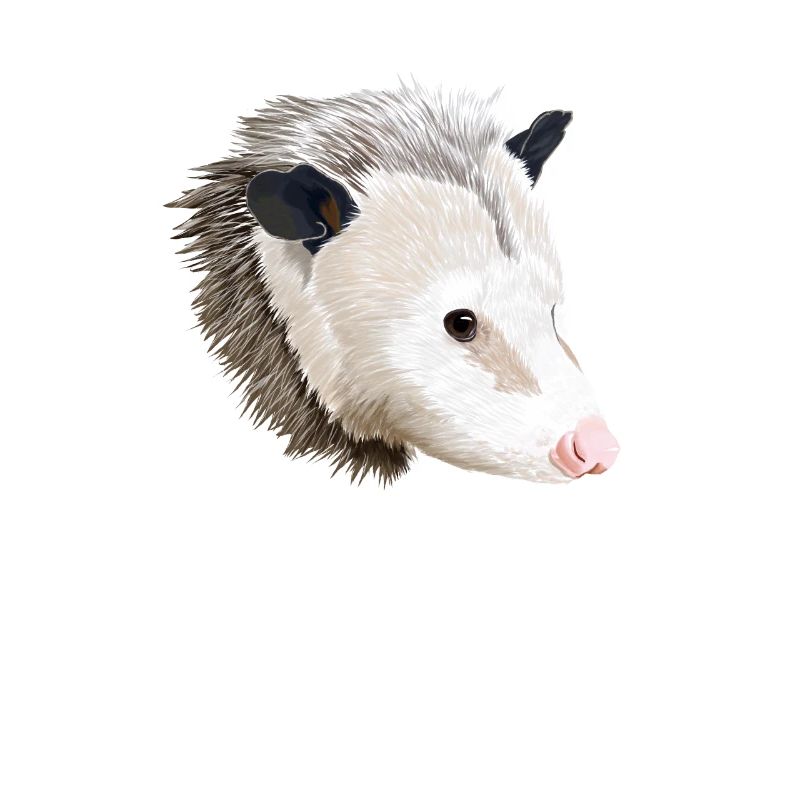 Opossum