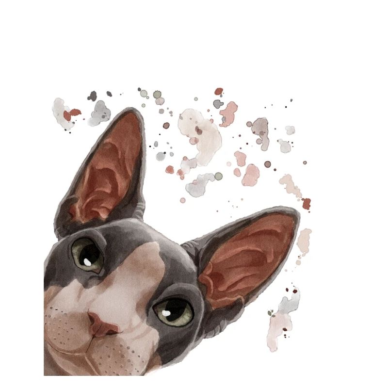 Curieux Sphynx chat