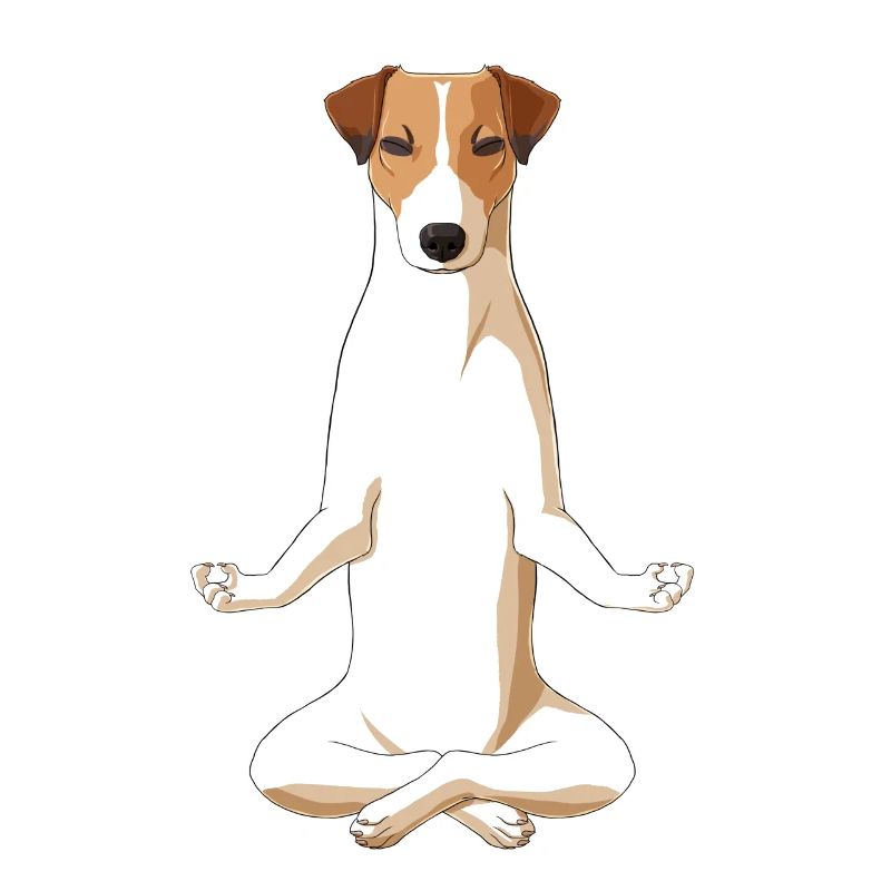 Meditierender Jack Russell Terrier Hund