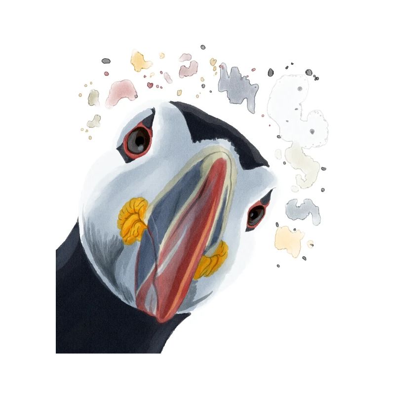 Curious Puffin