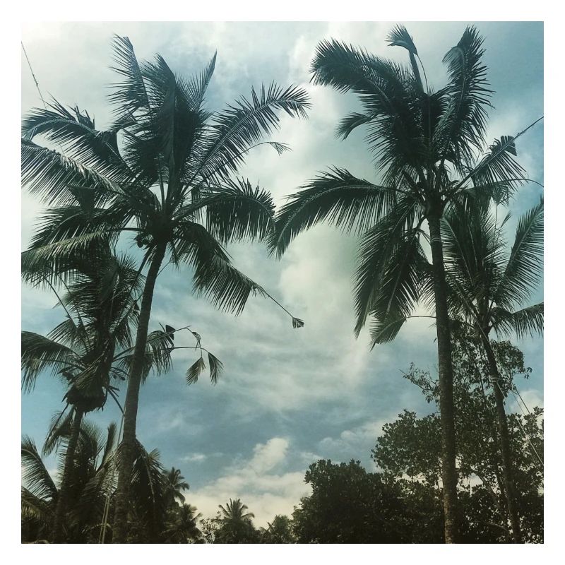 palm trees