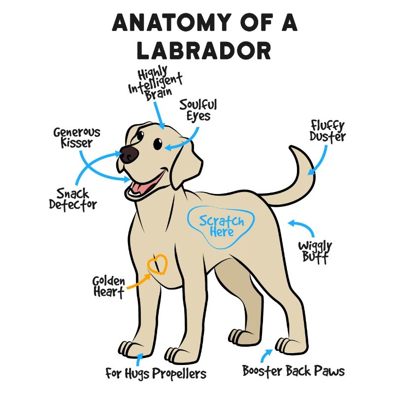 Anatomie Eines Labrador