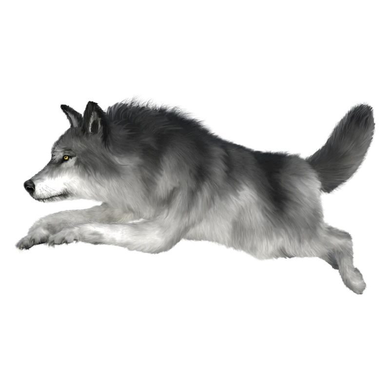 Grey wolf runs