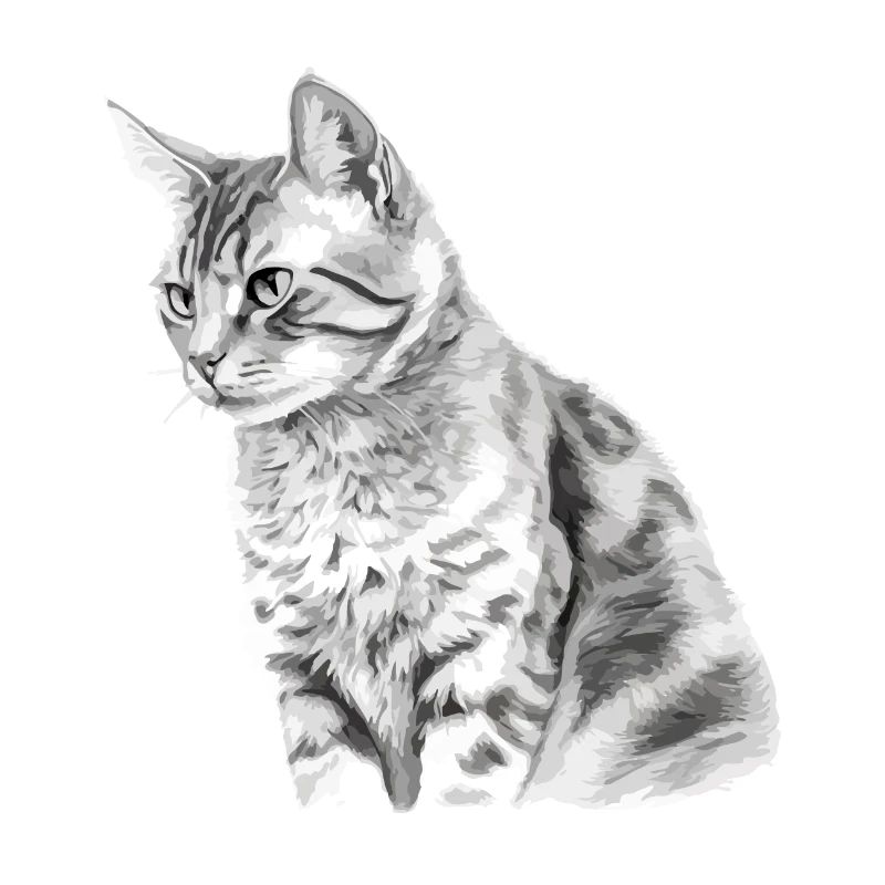 Kili le chat