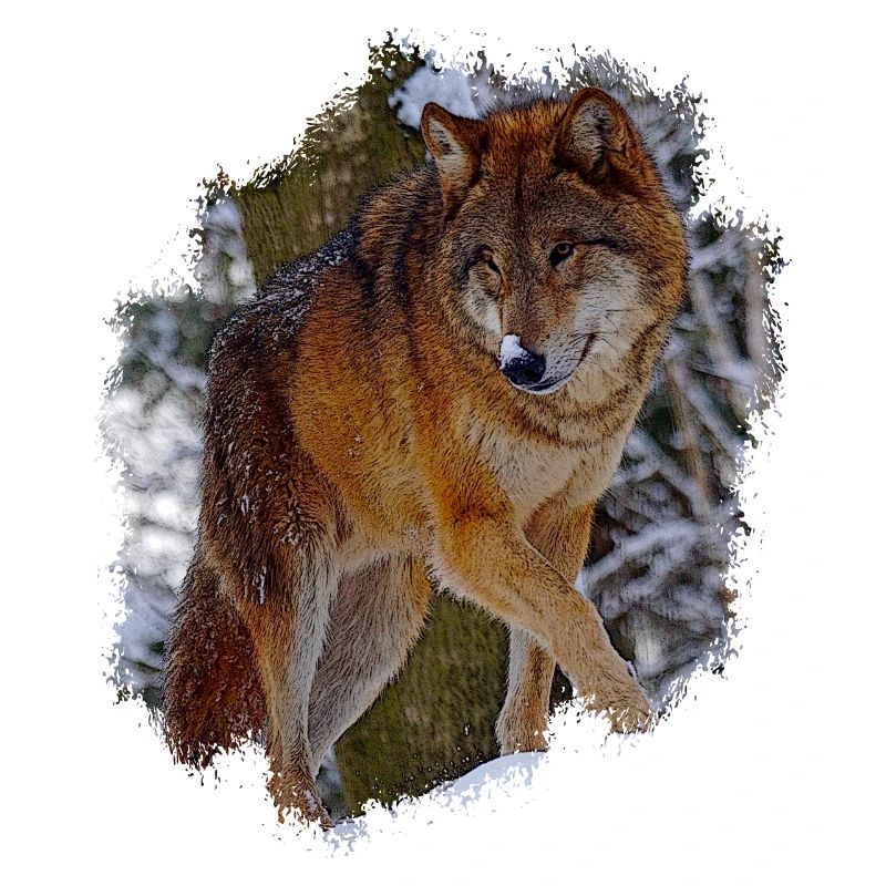 wolf