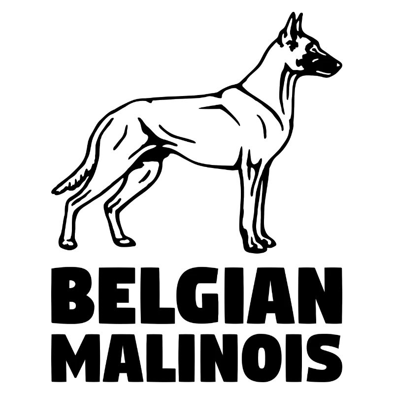 Malinois debout
