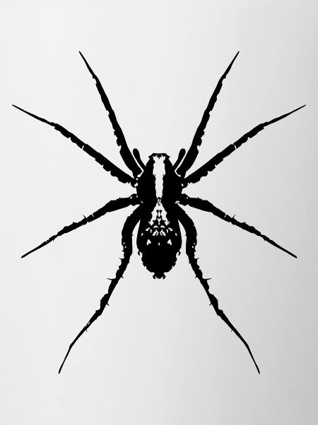 Araignée / Araignée loup