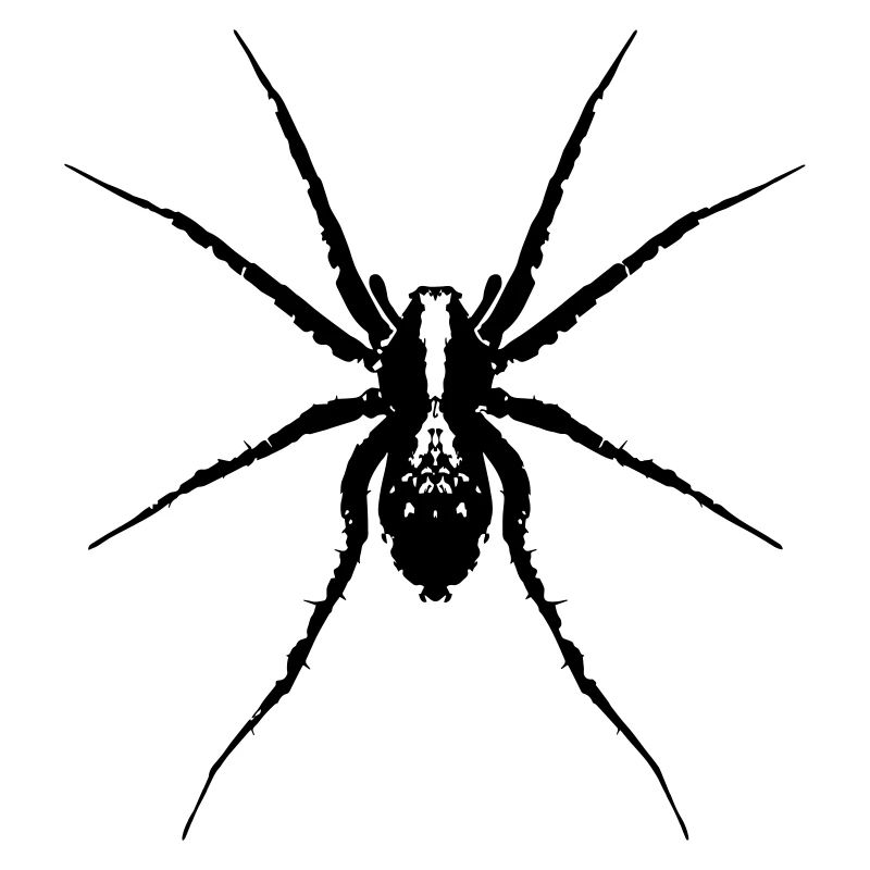 Spider / Wolf Spider
