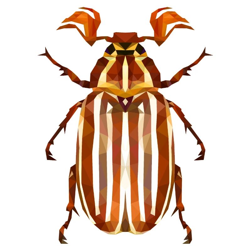 Coléoptère de la pastèque
