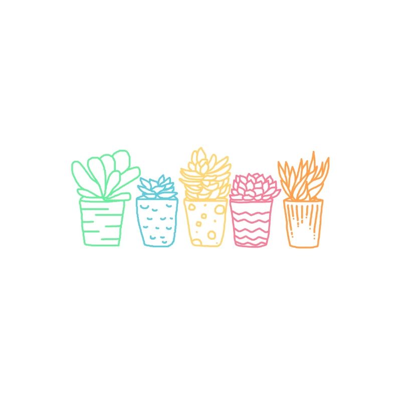 Cactus Succulentes Fleurs