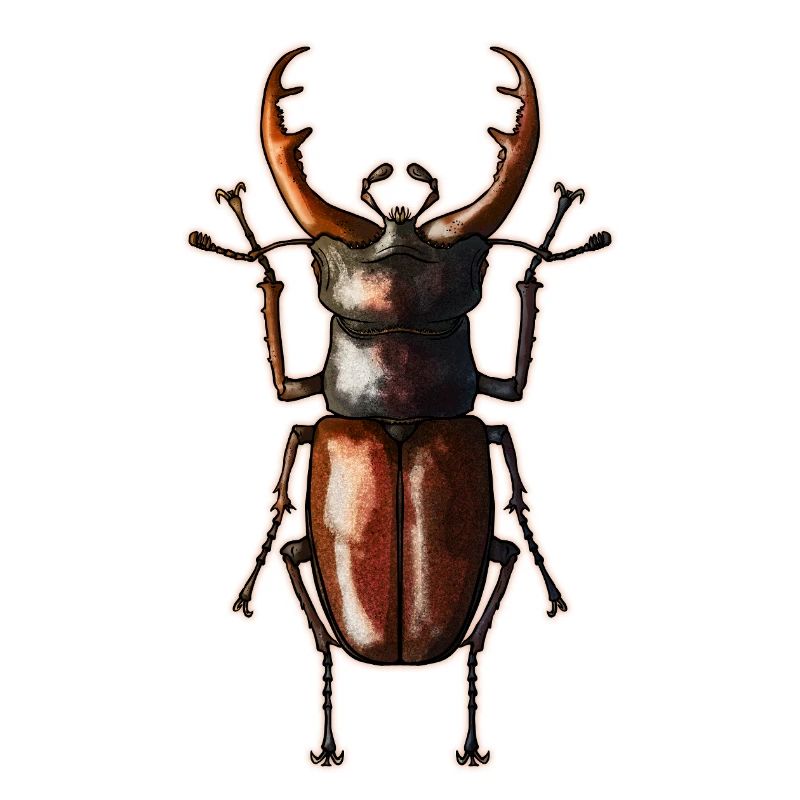 Cerf-volant