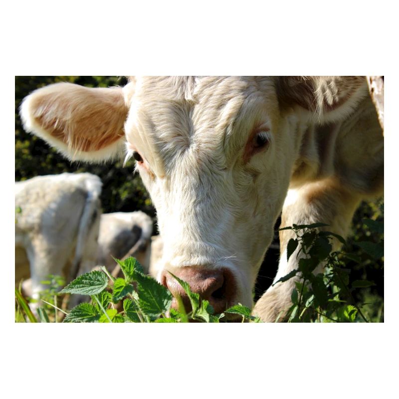 Affiche vache