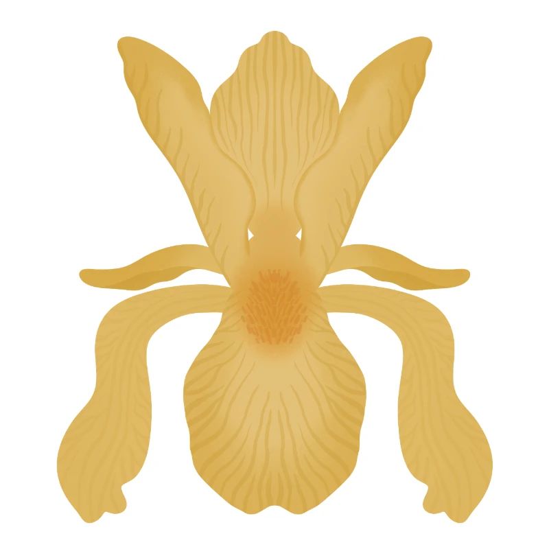 Floraison d’Iris doré