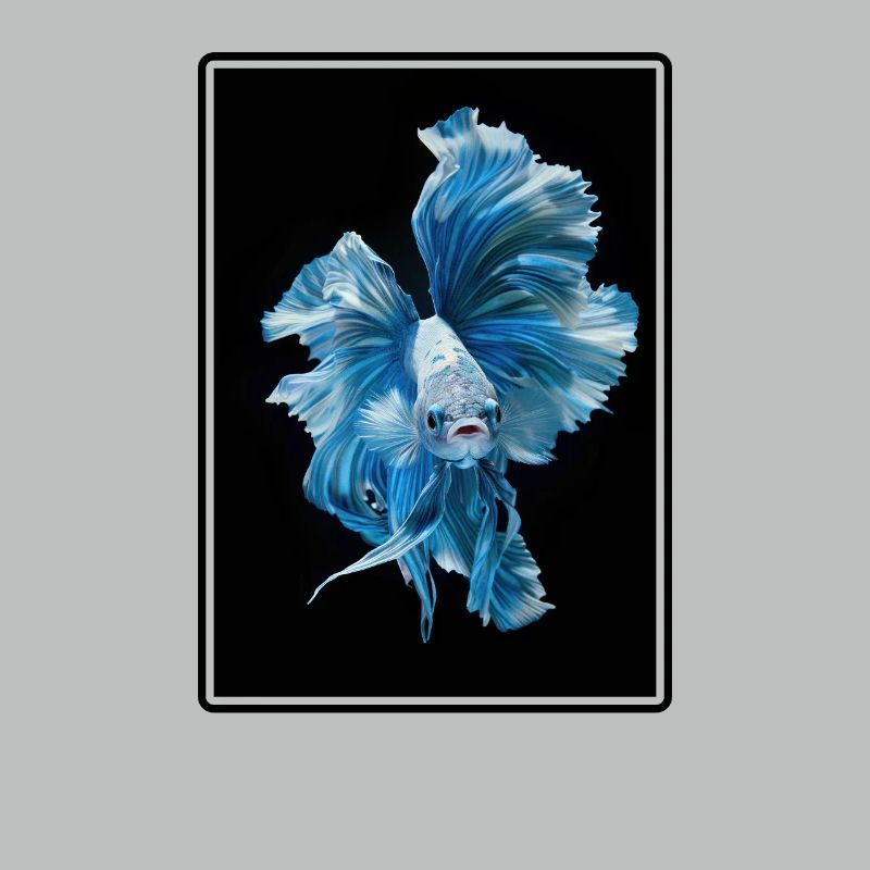 Bettas Betta Fish Betta