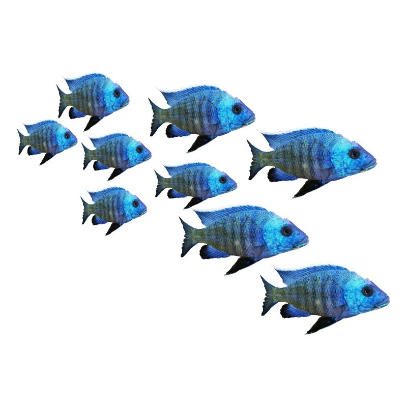 grouper perch fish