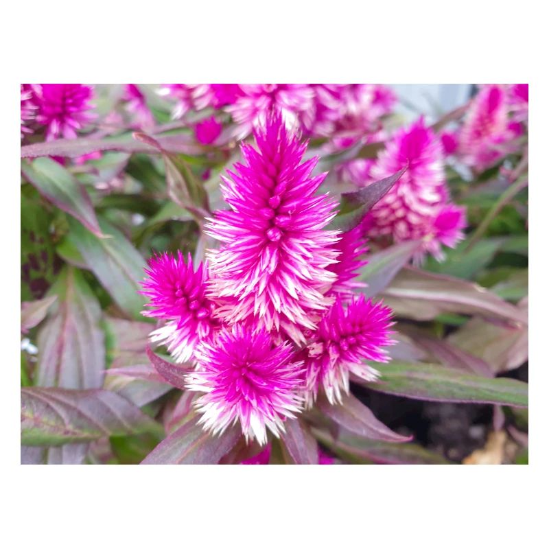 cockscomb also silver cock's Celosia argentea