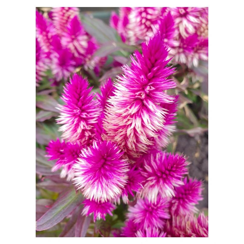 cockscomb also silver cock's Celosia