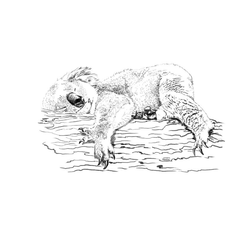 koala bear