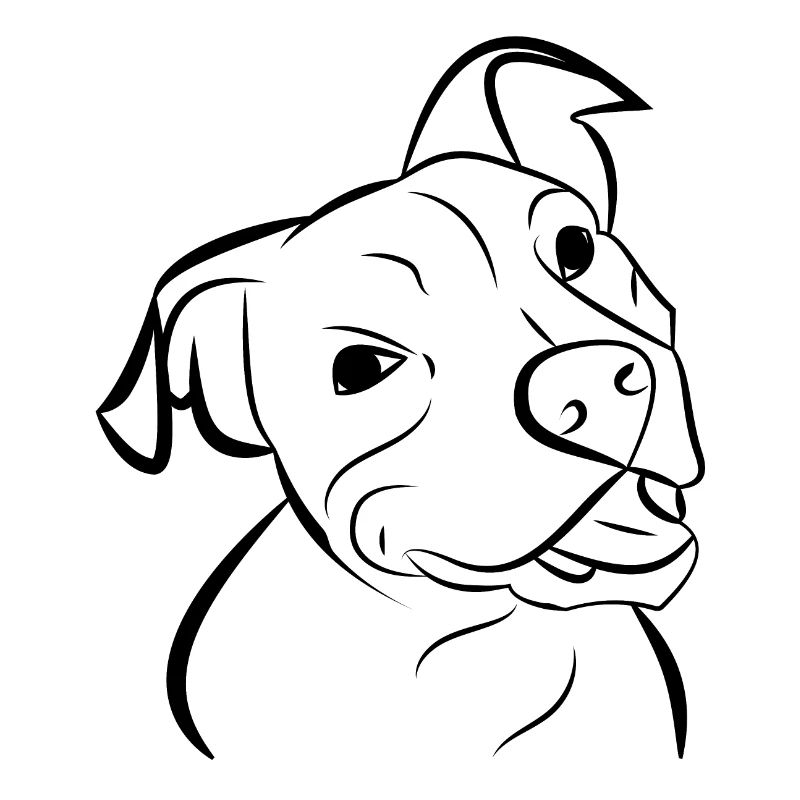 Hund Pitbull Hundekopf