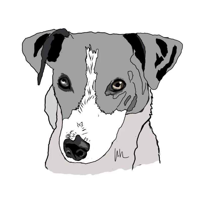 Jack Russel Terrier