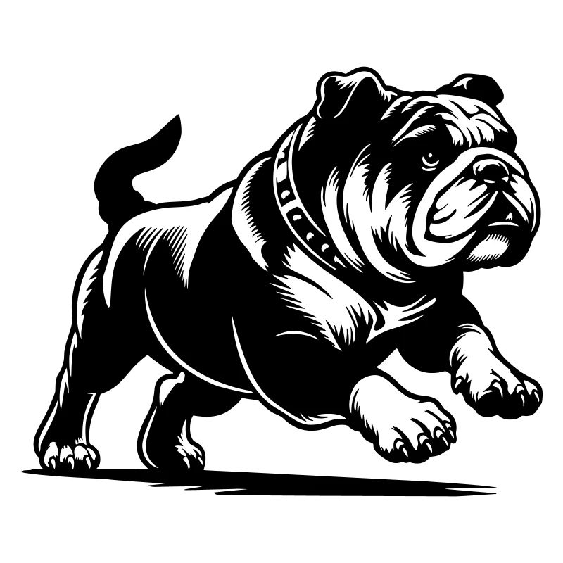 Bouledogue anglais