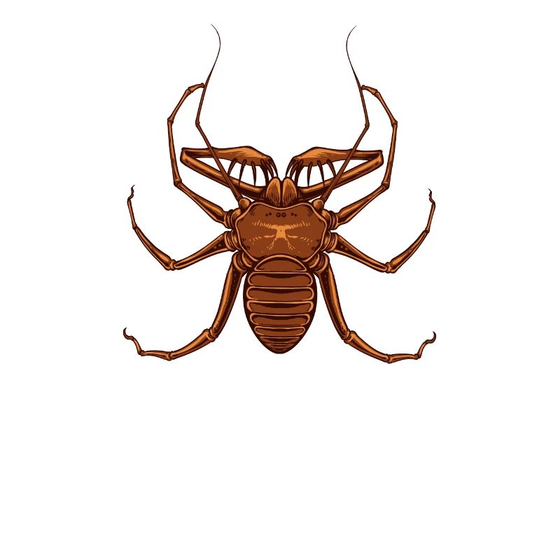 Zeichnung einer Geißelspinne