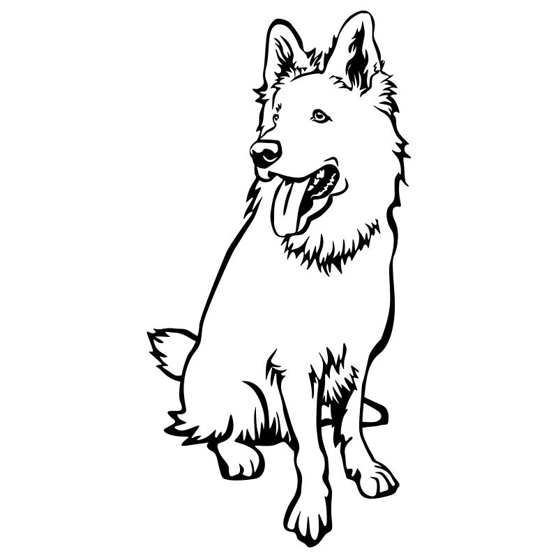 Schweizer Schäferhund