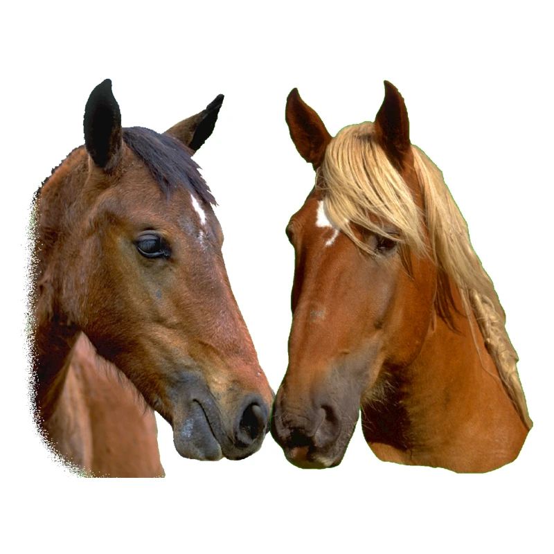 Twin Horses Umarmung