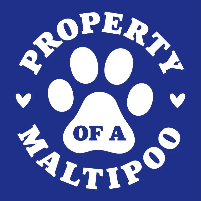 Eigentum eines Maltipoo