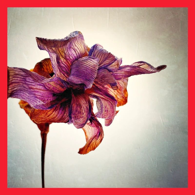 Verwelkte Blume