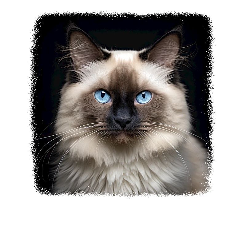 Birman Cat Birma Katze