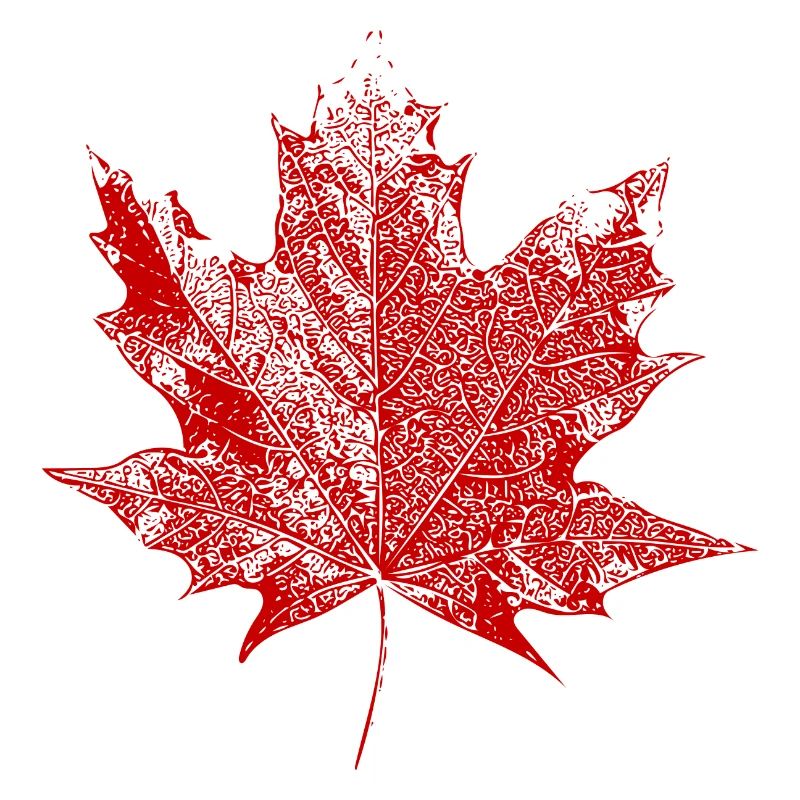 Maple leaf