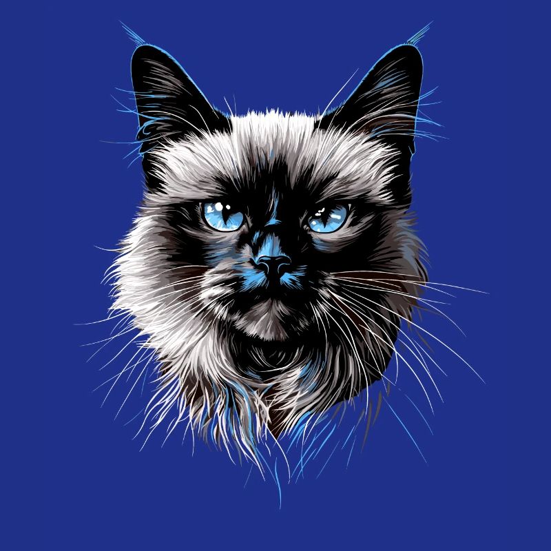 Chat Birman Chat Birman Sacré Chat Birman Mignon Chats Birmans