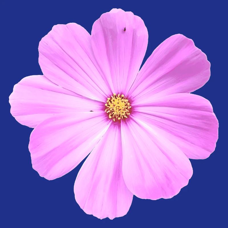 fleur