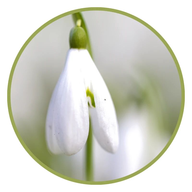 Perce-neige fleur blanche Fleur blanche Éclosion précoce