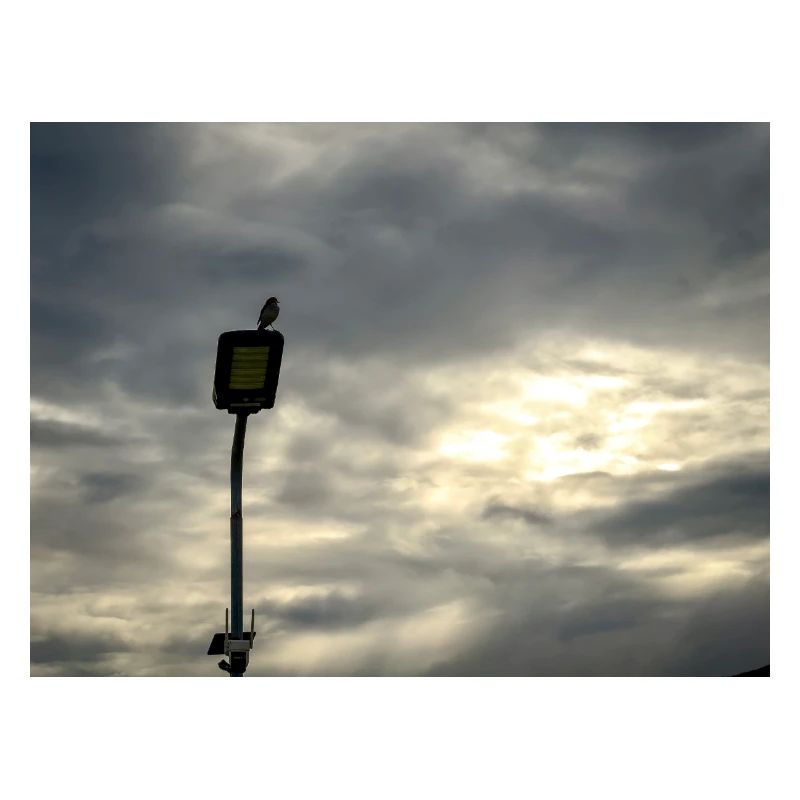Bird on a lamppost under clouds