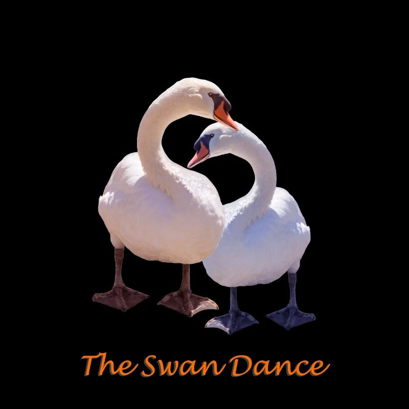 cygne
