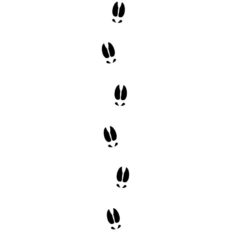 Moose tracks