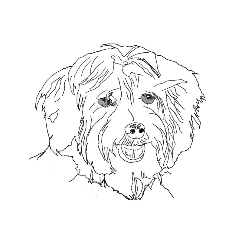 Havanese