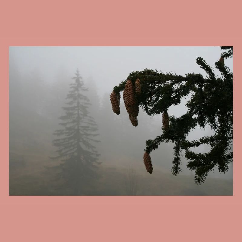 Cloud Forest Cone Magic / Feldberg