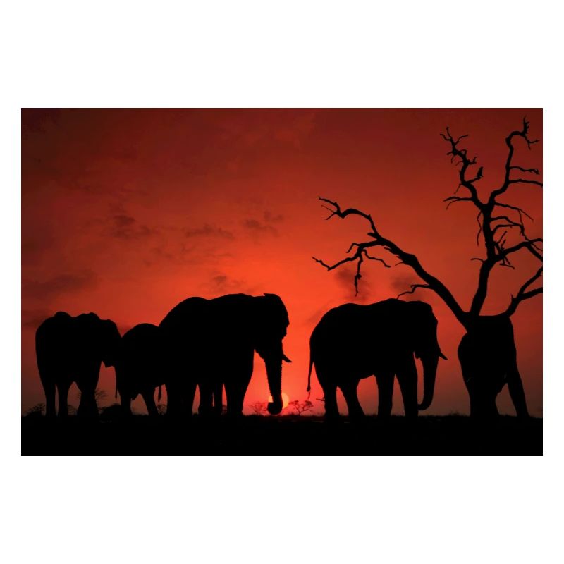 Elephants at Sunset Silhouette