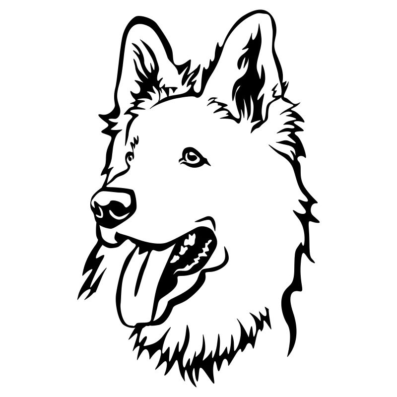 Schweizer Schäferhund Kopf