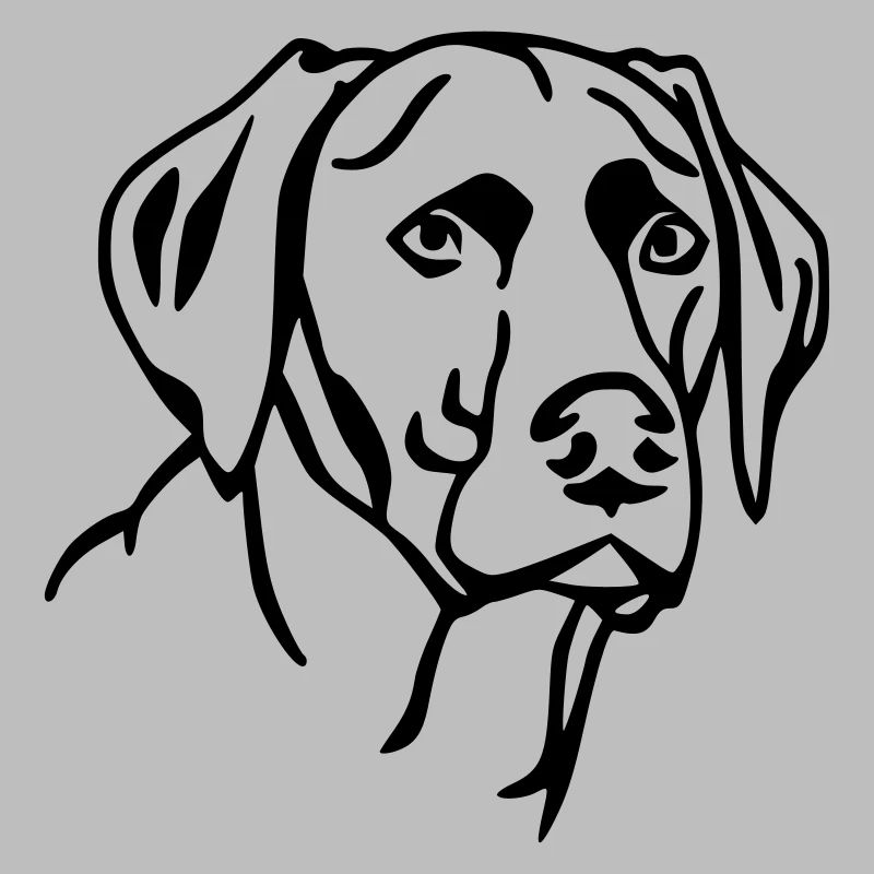 Labrador 2