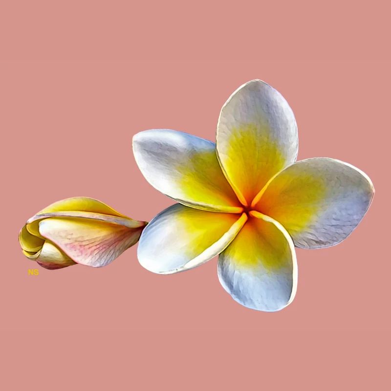 Weisse plumeria oder Frangipani Blume